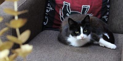 Nieuwe bewoonster Fidesta Vliethuus